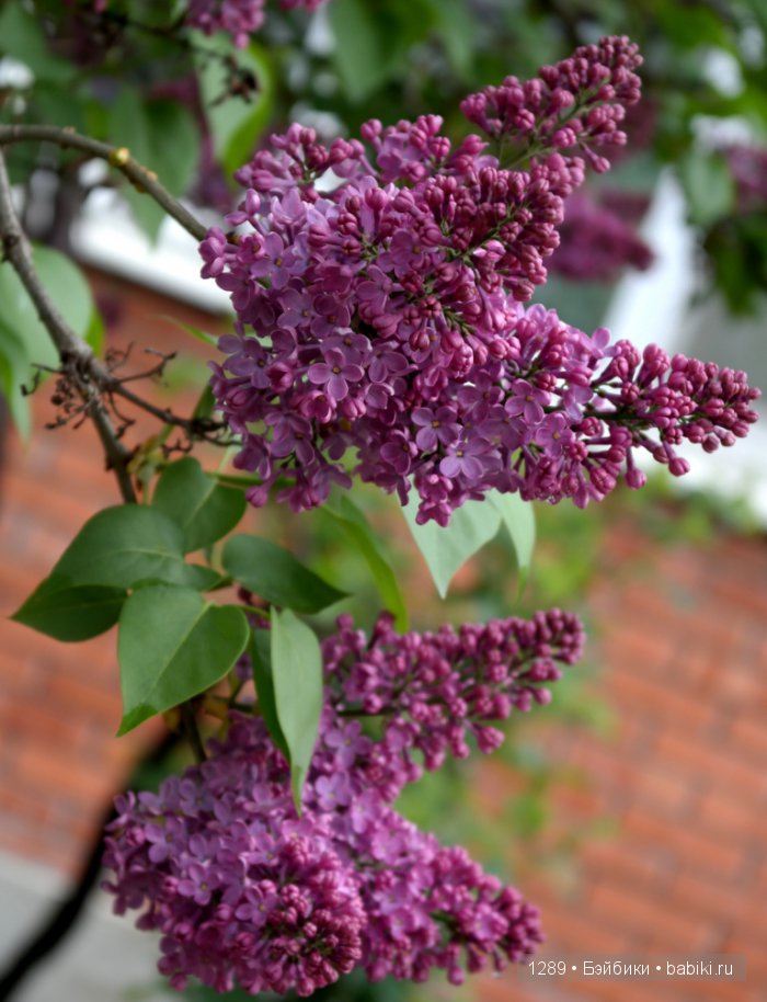 Утро после дождя. Одежда для кукол Minouche от Sylvia Natterer для Petitcollin