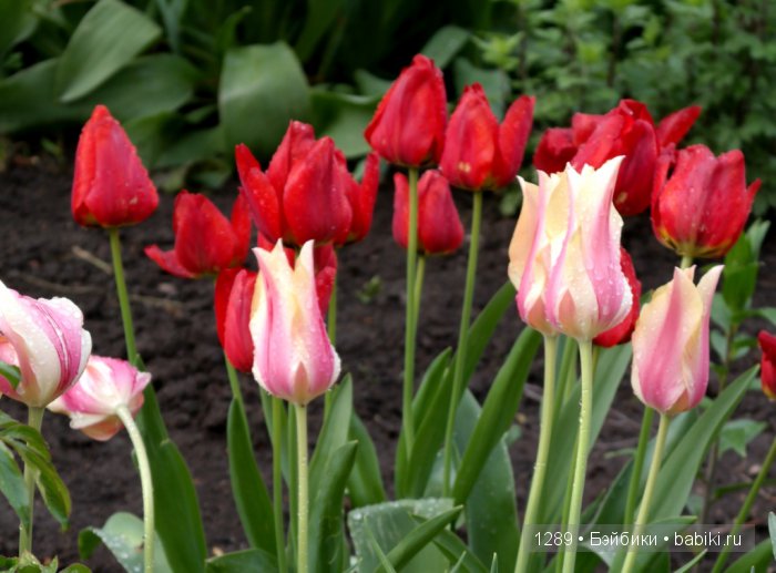 Утро после дождя. Одежда для кукол Minouche от Sylvia Natterer для Petitcollin (фото 4)