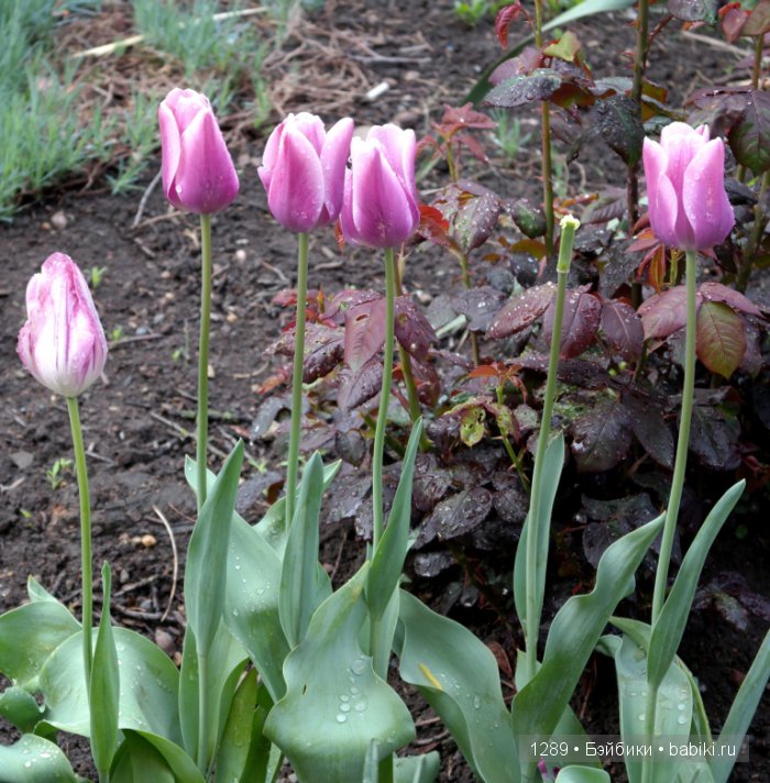 Утро после дождя. Одежда для кукол Minouche от Sylvia Natterer для Petitcollin (фото 5)