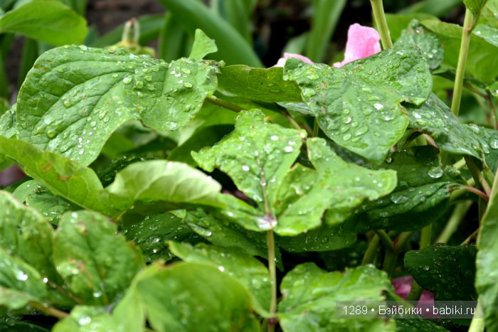 Утро после дождя. Одежда для кукол Minouche от Sylvia Natterer для Petitcollin (фото 6)