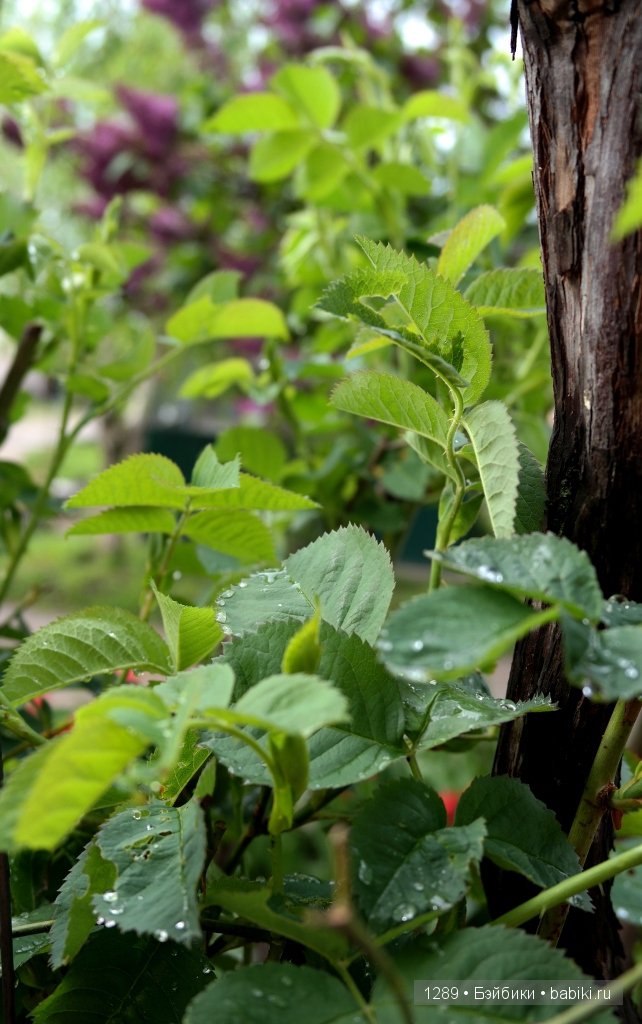 Утро после дождя. Одежда для кукол Minouche от Sylvia Natterer для Petitcollin (фото 2)