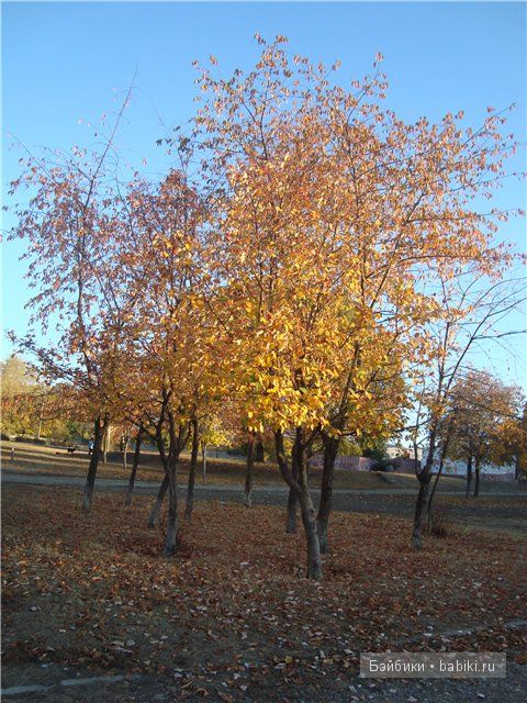 осень, Манечка, бжд Анте, фотоотчет осень, Манечка, бжд Анте, фотоотчет