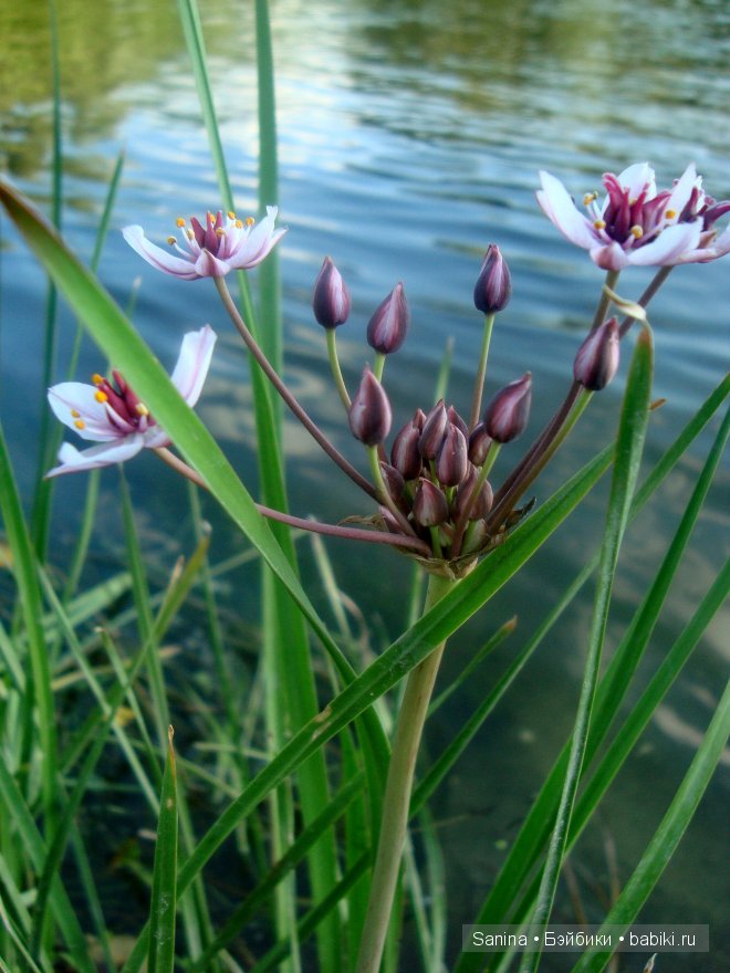 Софи (Ларина от ДИМ)