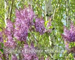 Топик о кукле, которой нет... или Обратная сторона луны... (BJD) | Бэйбики Топик о кукле, которой нет... или Обратная сторона луны... (BJD) (фото 8)