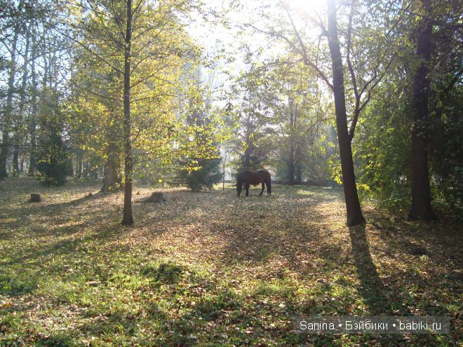 Погожий осенний денечек. Лялькина прогулка (фото 2)