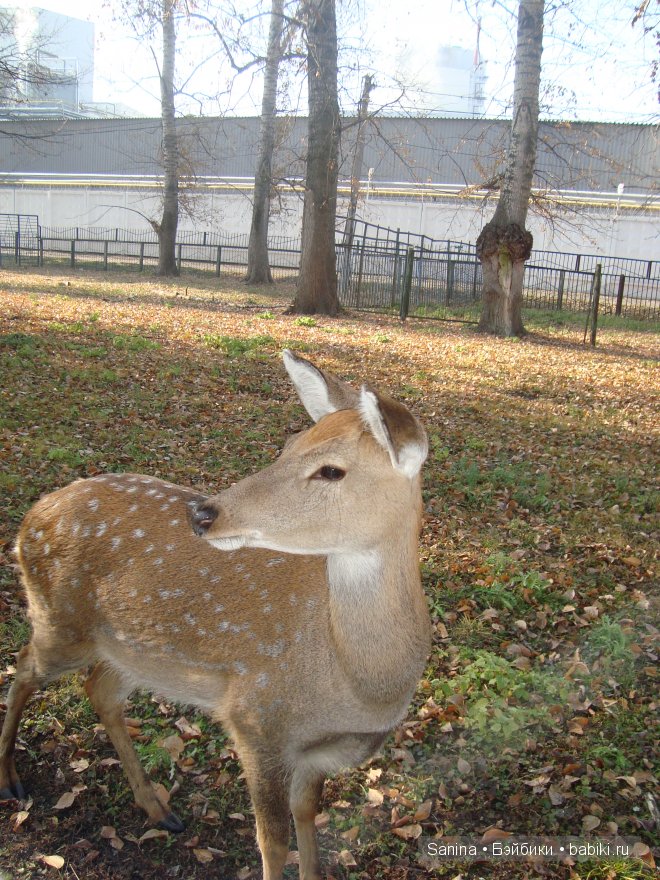 Погожий осенний денечек. Лялькина прогулка (фото 4)