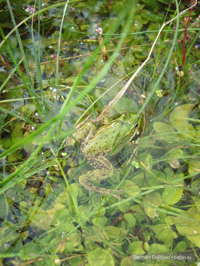 Аврора на прогулке — Куклы Fairyland (ФэйриЛэнд): BJD (БЖД) (фото 10)