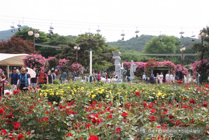 Выставка роз в Сеуле — Туризм и путешествия: фотоотчеты из поездок (фото 5)