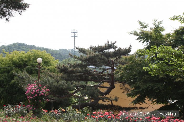 Выставка роз в Сеуле — Туризм и путешествия: фотоотчеты из поездок