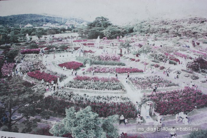 Выставка роз в Сеуле — Туризм и путешествия: фотоотчеты из поездок (фото 4)
