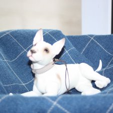 Дружная команда: Патрик, Френки, Спарки и Сарделька