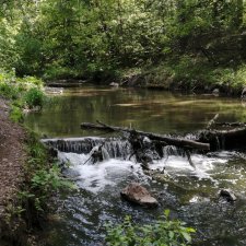 Прогулка по лесу