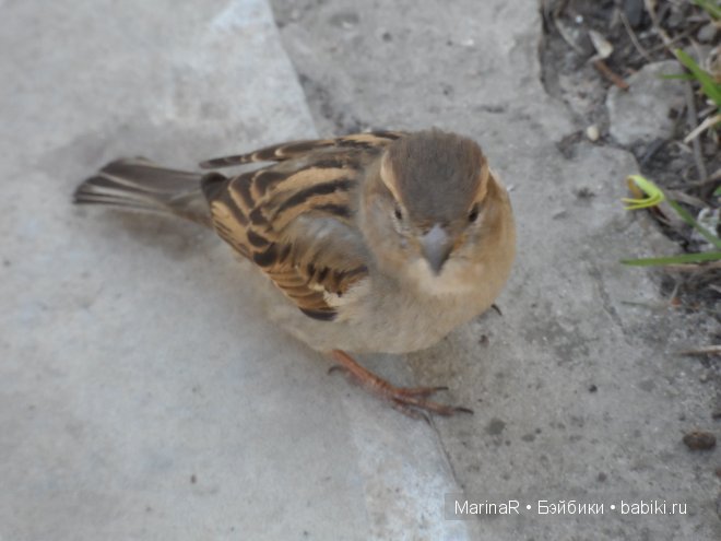 LittleFee от FairyLand