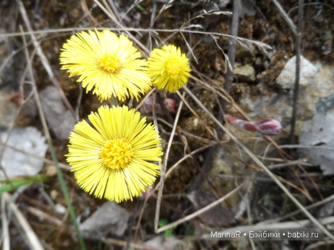 LittleFee от FairyLand