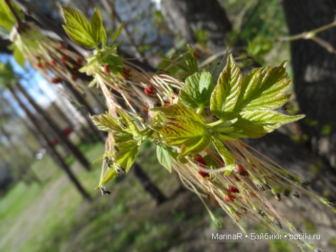 Весенняя прогулка Таси. (LittleFee от FairyLand)