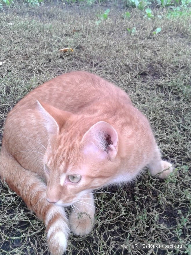 Наслаждаясь осенью — Куклы Iplehouse (Иплхаус): BJD (БЖД)