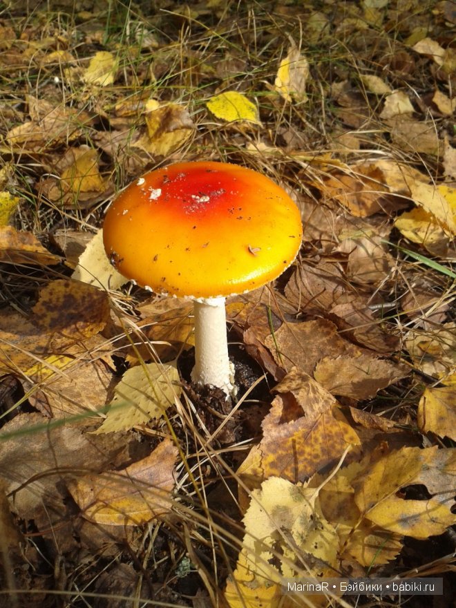 Наслаждаясь осенью — Куклы Iplehouse (Иплхаус): BJD (БЖД) (фото 6)