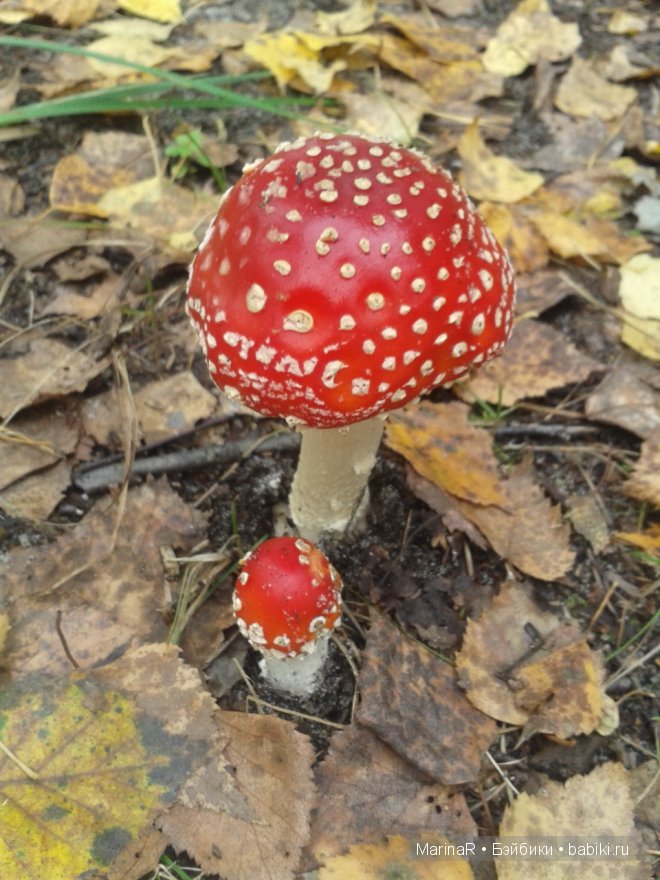 Наслаждаясь осенью — Куклы Iplehouse (Иплхаус): BJD (БЖД) (фото 4)