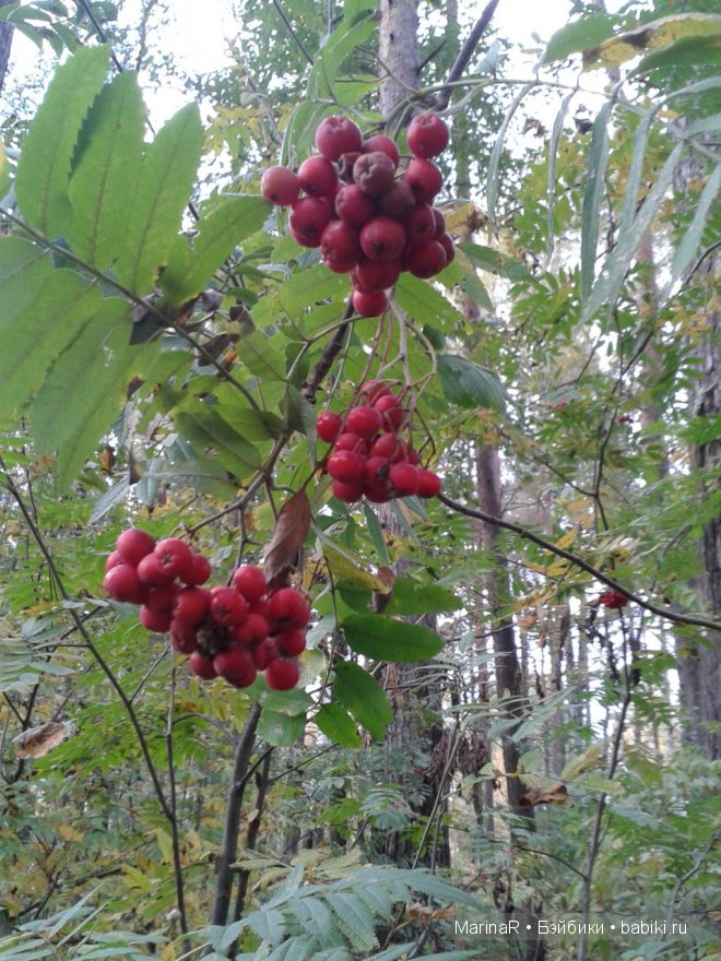 Наслаждаясь осенью — Куклы Iplehouse (Иплхаус): BJD (БЖД)