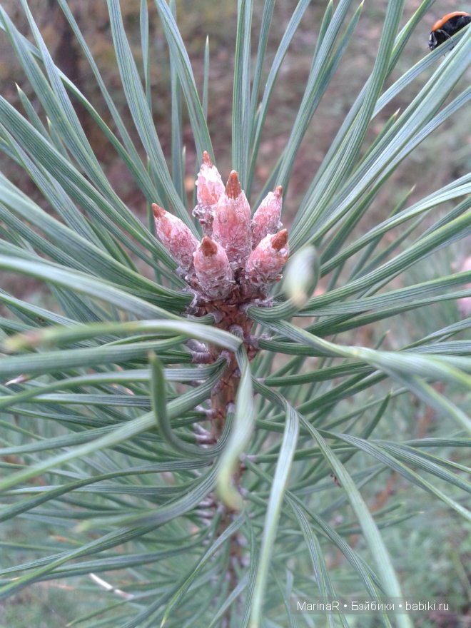 Наслаждаясь осенью — Куклы Iplehouse (Иплхаус): BJD (БЖД)