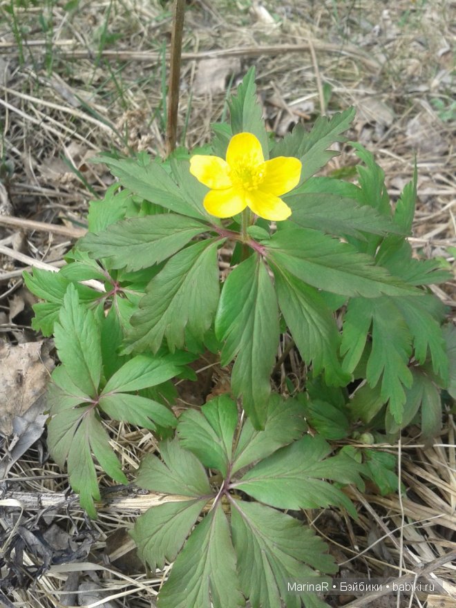 Три сестрицы под окном..... от FairyLand (фото 3)