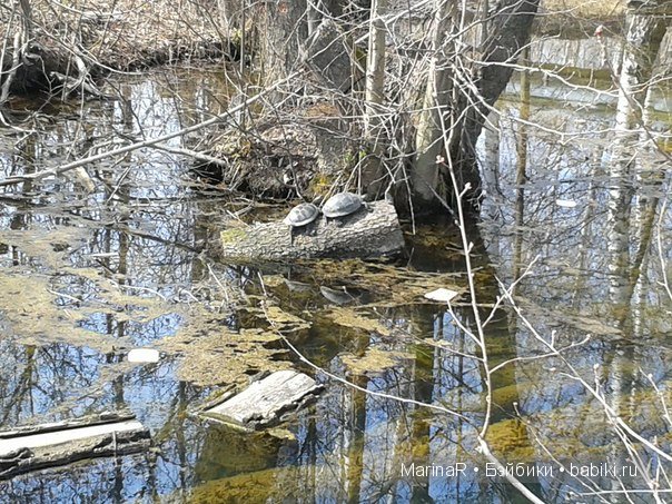 Три сестрицы под окном..... от FairyLand (фото 5)