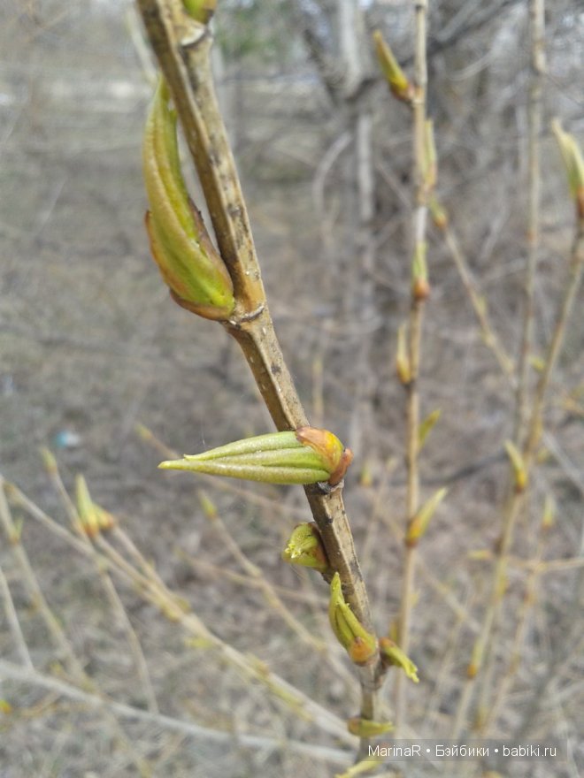 Три сестрицы под окном..... от FairyLand (фото 2)
