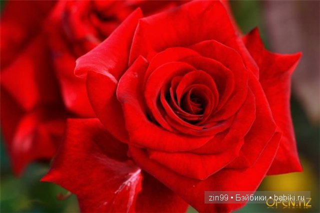 Essential Amber Collection от Robert Tonner 2012 года,и язык цветов