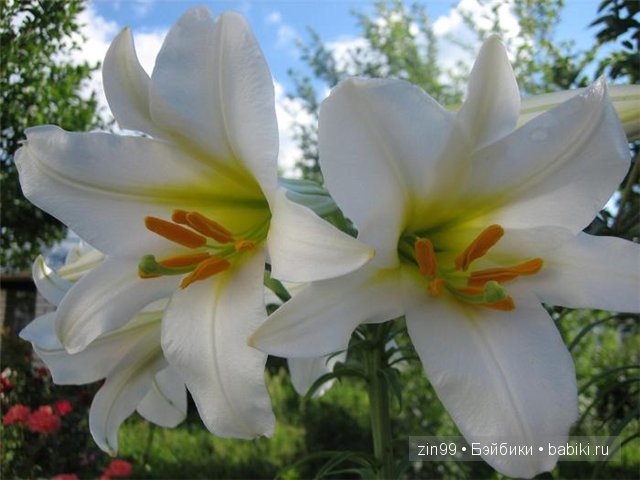 Essential Amber Collection от Robert Tonner 2012 года,и язык цветов