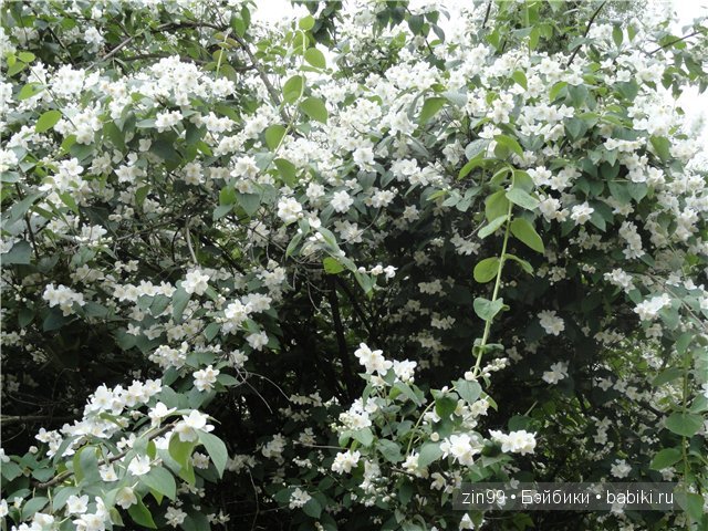 Essential Amber Collection от Robert Tonner 2012 года,и язык цветов (фото 8)