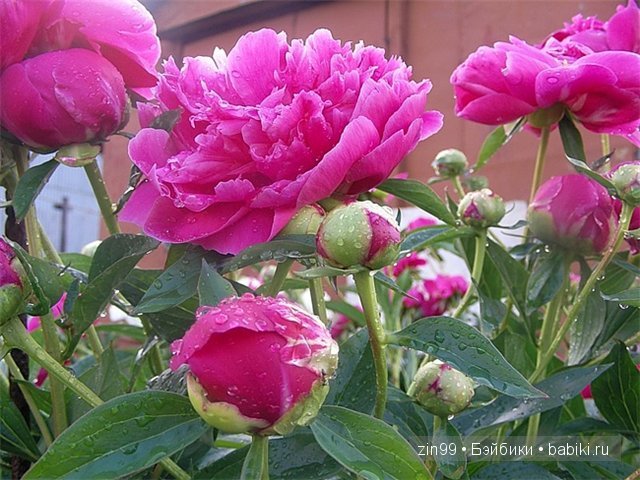 Essential Amber Collection от Robert Tonner 2012 года,и язык цветов