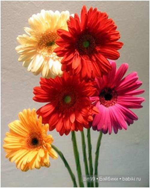 Essential Amber Collection от Robert Tonner 2012 года,и язык цветов (фото 5)