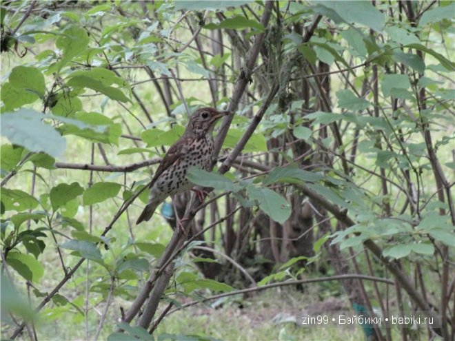Лесной эльф или Селения,куклы БДЖ Resinsoul [Ju] и Mei