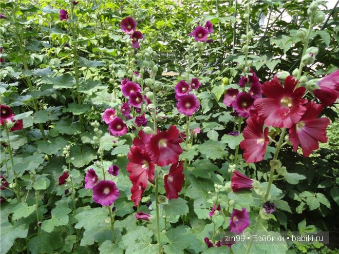 игровые и коллекционные куклы