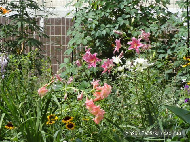 игровые и коллекционные куклы