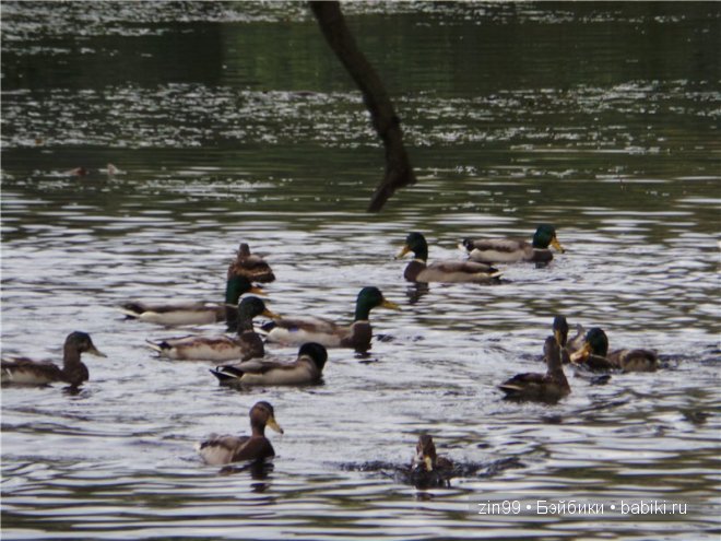 Осенняя прогулка с Ниной, куклой Готц и новые куклы journey girls doll уже в Москве