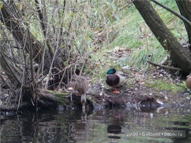 Лена, Lena Kidz 'n' Cats