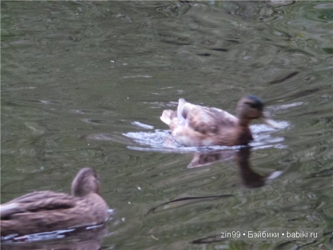 Лена, Lena Kidz 'n' Cats