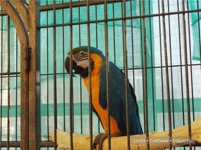 Лена, Lena Kidz 'n' Cats