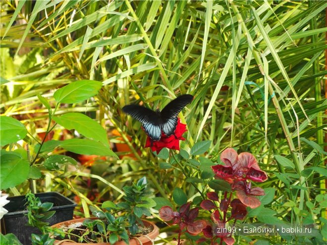 Лена, Lena Kidz 'n' Cats