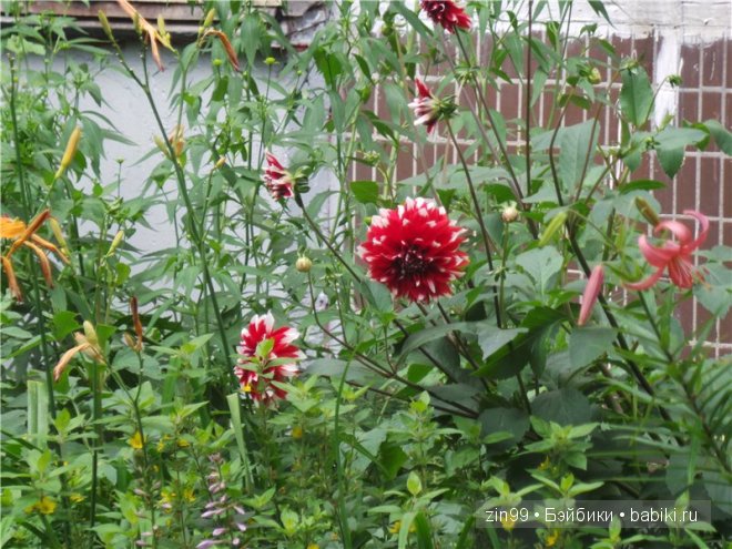 паола рейна