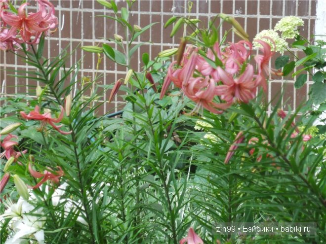 паола рейна