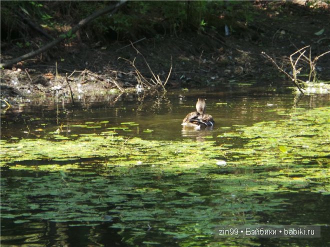 паола рейна