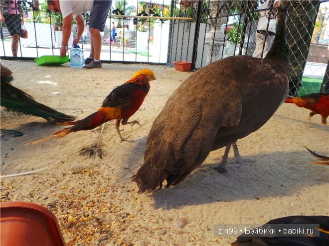 День варенья теперь с куклой капусткой Cabbage Patch