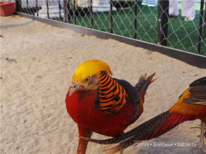День варенья теперь с куклой капусткой Cabbage Patch (фото 10)
