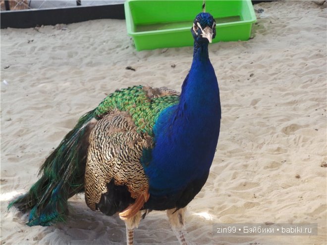 День варенья теперь с куклой капусткой Cabbage Patch (фото 8)