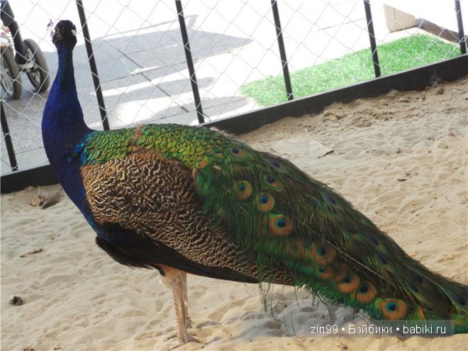 День варенья теперь с куклой капусткой Cabbage Patch (фото 9)