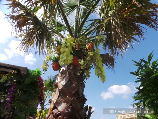День варенья теперь с куклой капусткой Cabbage Patch