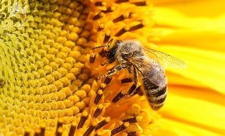 Лена, Lena Kidz 'n' Cats