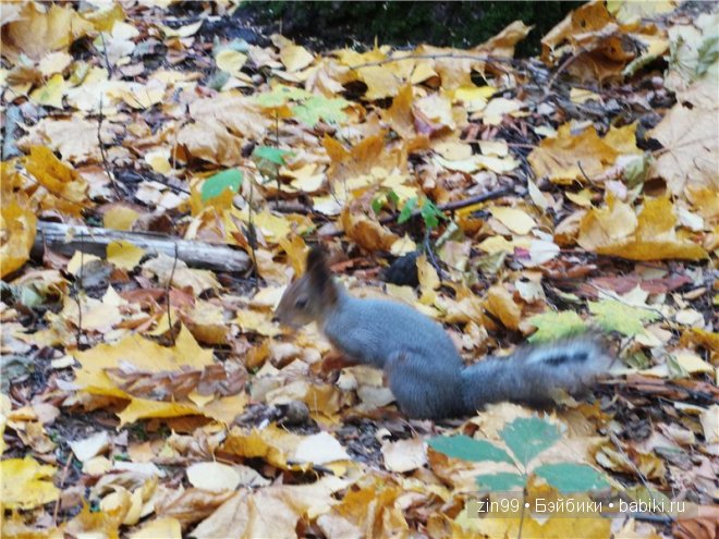 Багряная осень и новая любовь у кукол Monster High